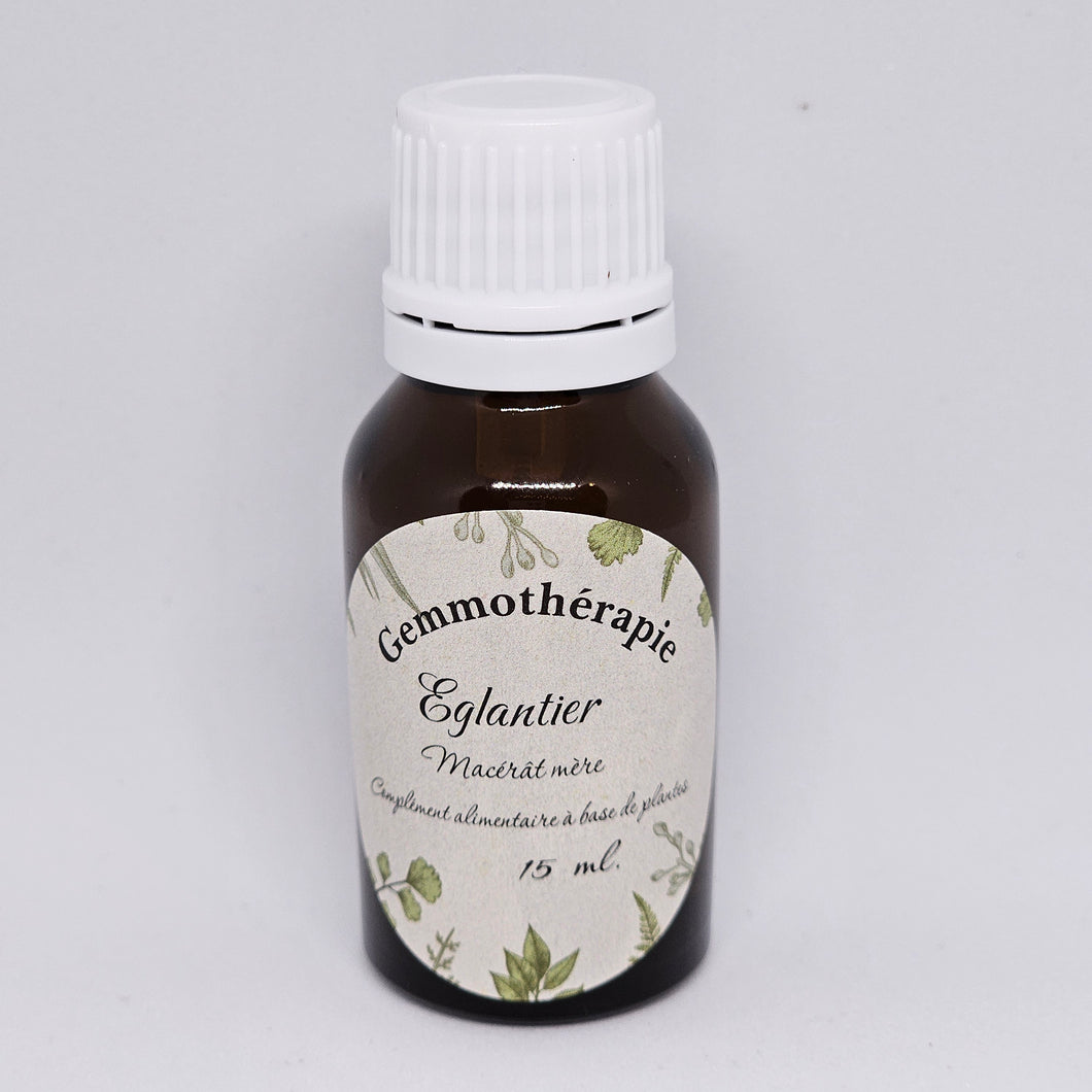 Bourgeons Eglantier/Rose sauvage